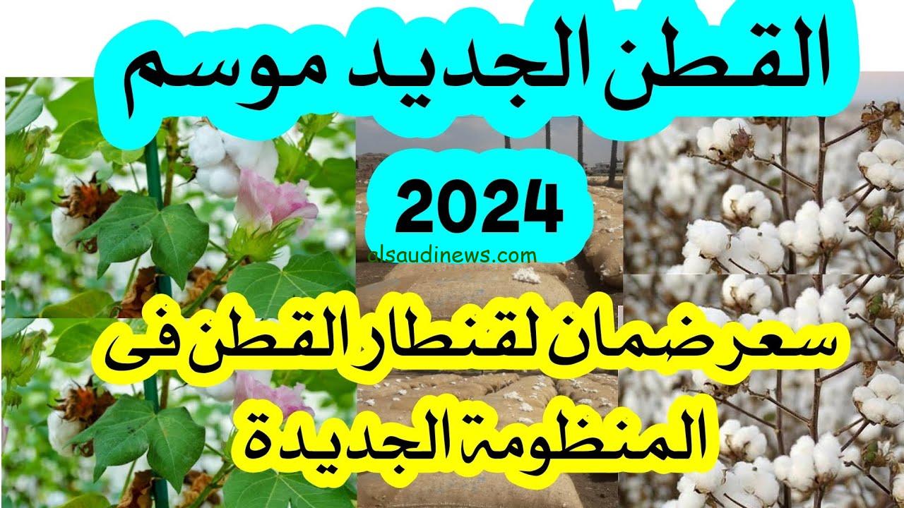 بداية من 10ألاف للقنطار.. مزاد القطن اليوم الخميس انطلاق موسم تسويق القطن 2024