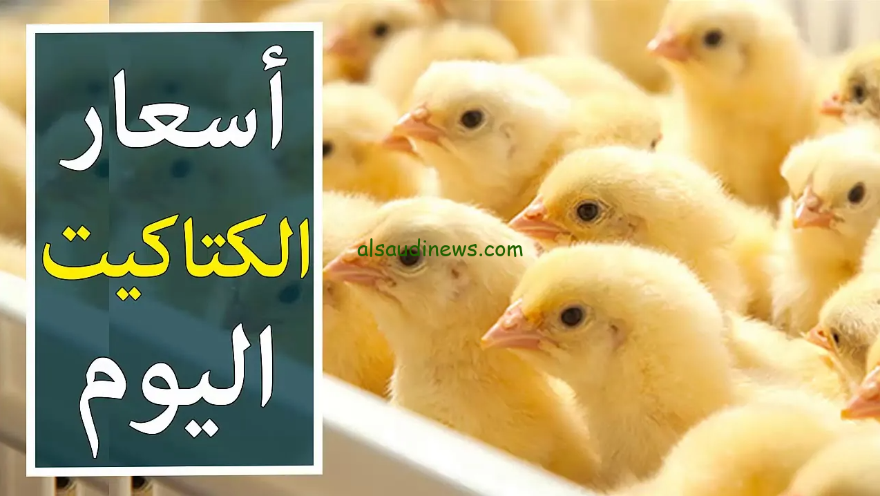 ” ربيه لرمضان ومتشتريش بالغالي ” سعر الكتكوت الأبيض اليوم الاحد 17 نوفمبر 2024 في بورصة الدواجن المصرية