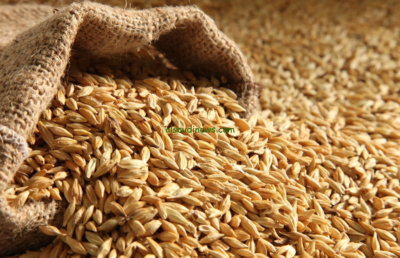 “الحبة العريضة افضل من الرفيعة” سعر طن الأرز الشعير اليوم الأربعاء 13 نوفمبر 2024 في جميع الأسواق المصرية