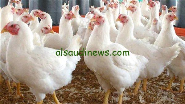 الفراخ بـ70 جنيهاً.. أسعار الفراخ البيضاء اليوم والكتاكيت والبط في بورصة الدواجن الإثنين 11 نوفمبر 2024