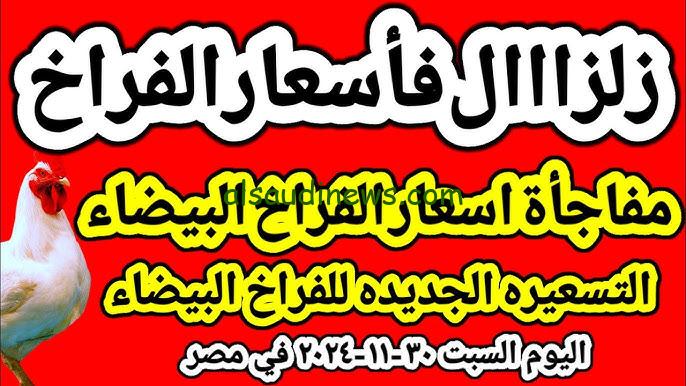 “بورصة الدواجن تُعلن” أسعار الفراخ البيضاء والكتاكيت اليوم السبت 30/11/2024 في الجملة والقطاعي