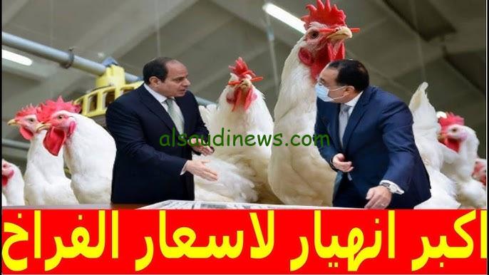 “الأبيض والساسو” أسعار الفراخ البيضاء والكتاكيت في بورصة الدواجن اليوم السبت 9/11/2024 جملة وقطاعي