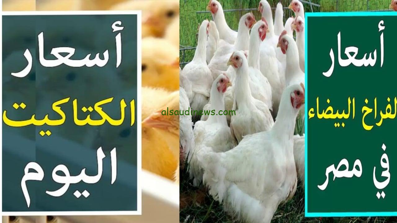 تحديث جديد.. أسعار الكتاكيت اليوم والفراخ البيضاء اليوم في الأسواق المحلية وبورصة الدواجن
