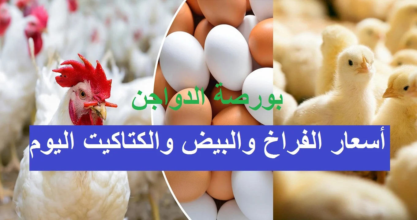 الحق اشتري قبل رمضان.. أسعار الكتاكيت والفراخ البيضاء السبت 2 نوفمبر 2024 في بورصة الدواجن