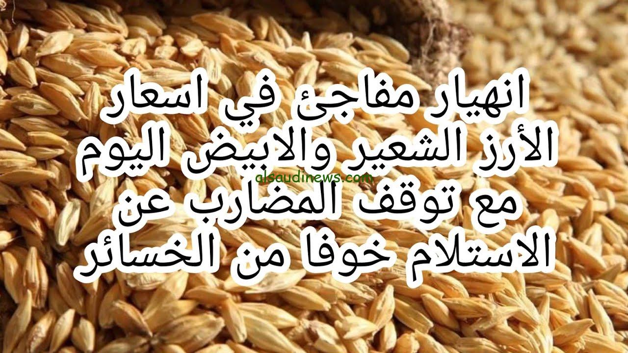بكام الحبة العريضة إنهاردة .. اسعار الأرز الشعير اليوم السبت 2 نوفمبر 2024 في الأسواق للمستهلك والتاجر