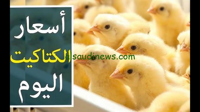“الكتكوت عمر يوم بكام؟؟ ” سعر الكتكوت الابيض اليوم الخميس 21 نوفمبر 2024 والدواجن في الأسواق المصرية