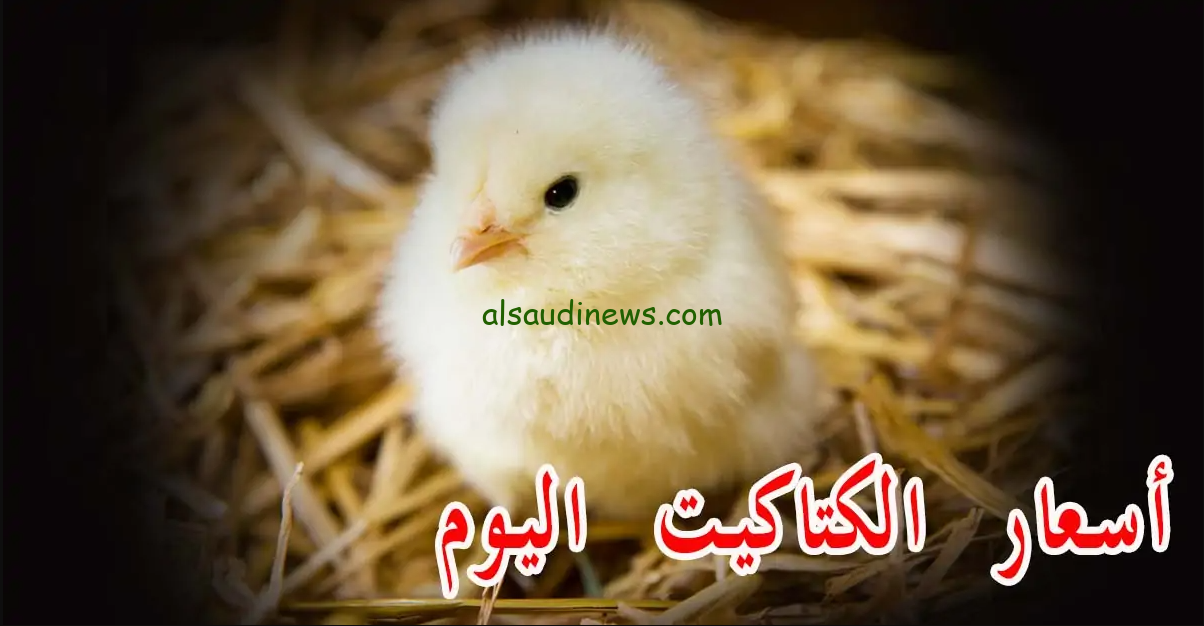 “بكام الكتكوت عمر يوم” سعر الكتكوت الابيض اليوم السبت 23 نوفمبر 2024 في البورصة المصرية