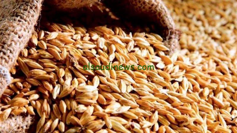 إلحق خزن عشان هيزيد.. سعر طن الأرز الشعير اليوم الجمعة 1 نوفمبر 2024 في مصر بكافة أنواعة