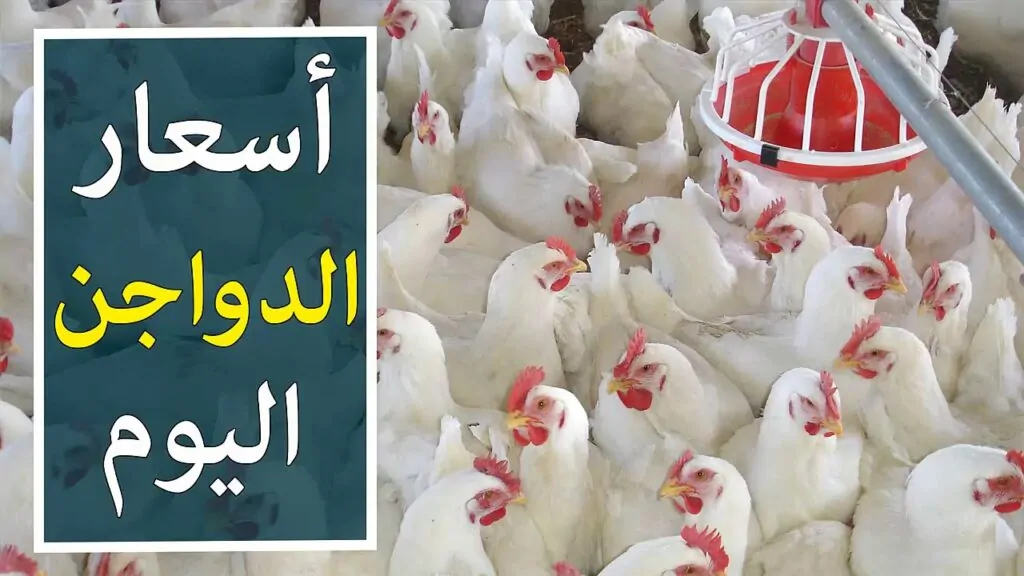 الفراخ والكتاكيت والبط.. أسعار الدواجن والفراخ البيضاء اليوم في بورصة الدواجن السبت 16 نوفمبر 2024