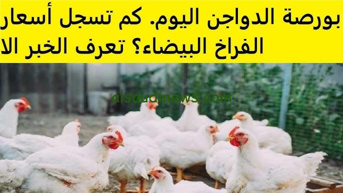 بكام الان؟ .. بورصة الدواجن اليوم أسعار الفراخ البيضاء السبت 23 نوفمبر 2024 واسعار البيض في الاسواق