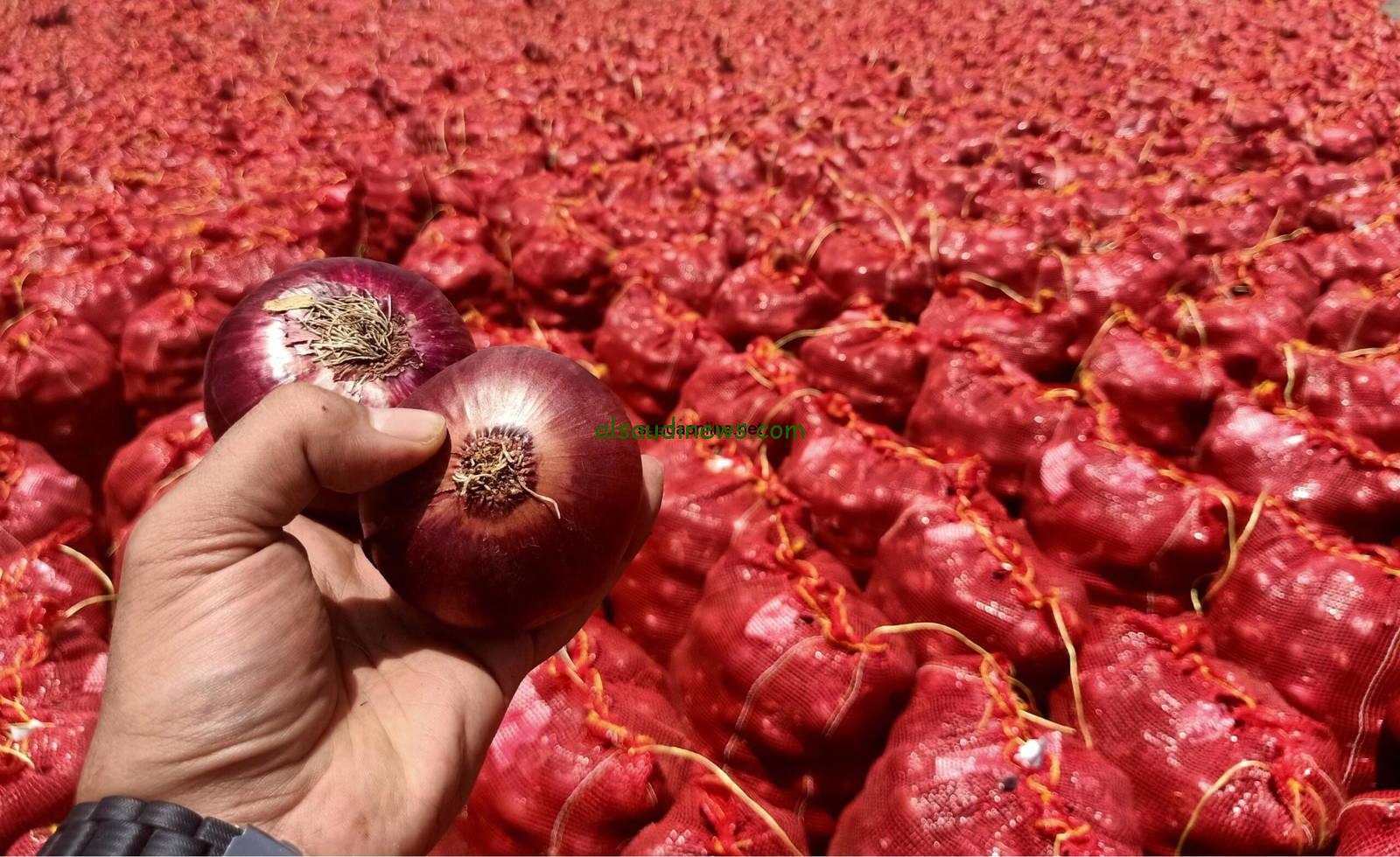 “خزني قبل مايغلي” سعر البصل اليوم الثلاثاء 12 نوفمبر 2024 وأسعار الخضروات والفواكه