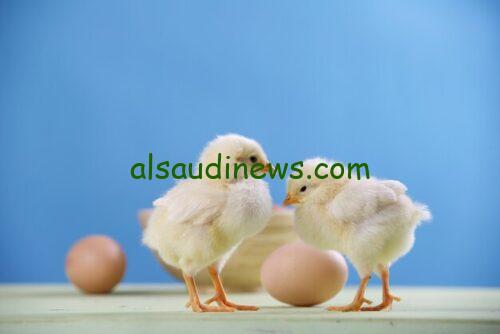 “استقرار في أسعار الكتاكيت البيضاء” سعر الكتكوت الأبيض اليوم الأحد 3 نوفمبر 2024 في الأسواق وبورصة الدواجن