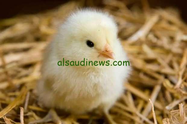 الكتاكيت البيضاء اليوم.. سعر الكتكوت الأبيض اليوم الخميس 7 نوفمبر 2024 في الأسواق