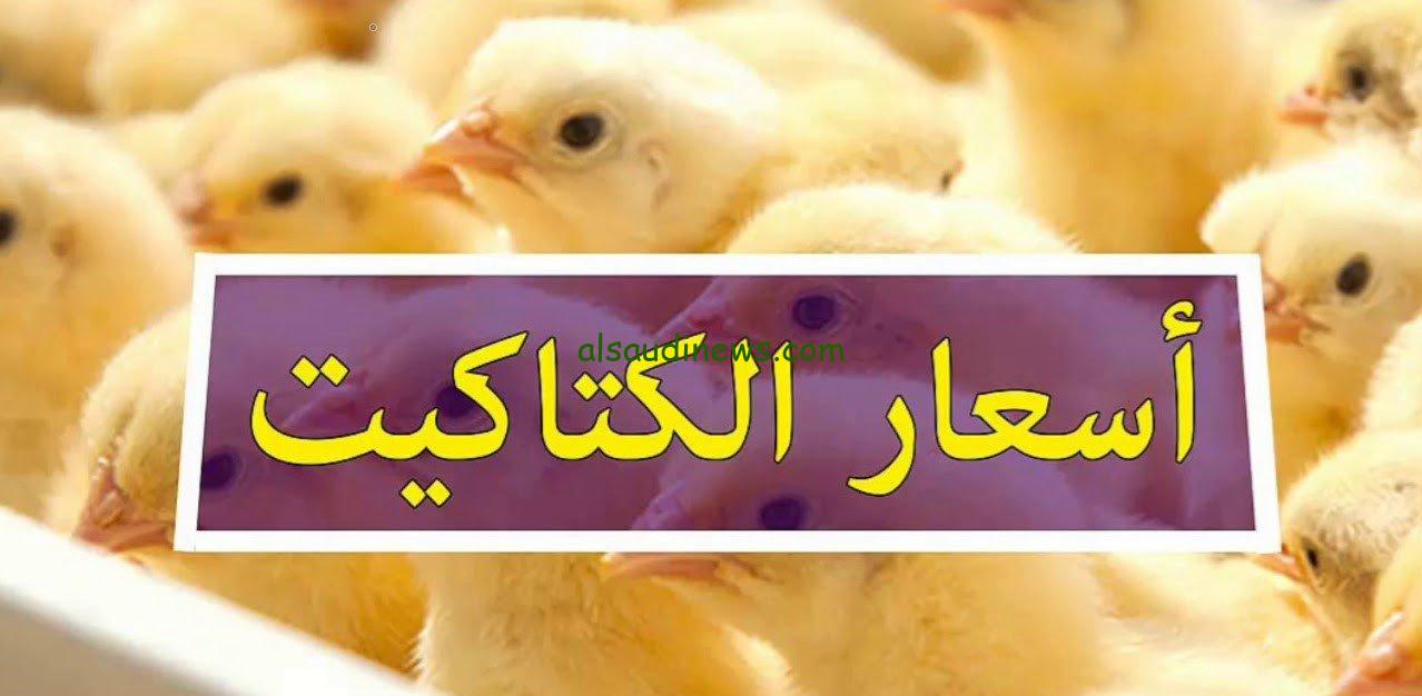 الكتكوت الابيض بكام.. سعر الكتكوت الأبيض اليوم السبت 30 نوفمبر 2024 والفراخ البيضاء في بورصة الدواجن