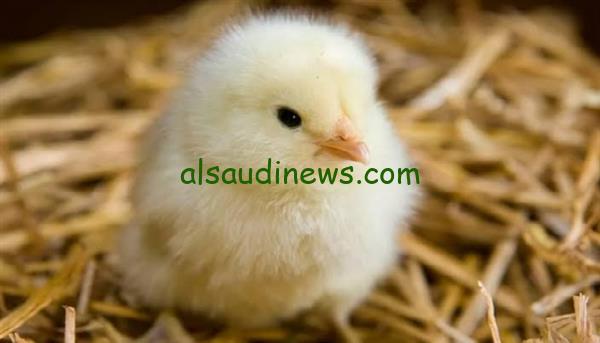 ربي بسرعة قبل رمضان.. سعر الكتكوت الأبيض والفراخ البيضاء اليوم الخميس 7 نوفمبر 2024