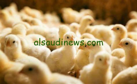 أسعار الكتاكيت اليوم.. سعر الكتكوت الأبيض اليوم الأربعاء 6 نوفمبر 2024 في الأسواق والشركات