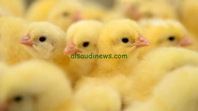 “ربيهم قبل الغلا” سعر الكتكوت الأبيض اليوم الجمعة 8 نوفمبر 2024 بالسوق المحلي وبورصة الدواجن