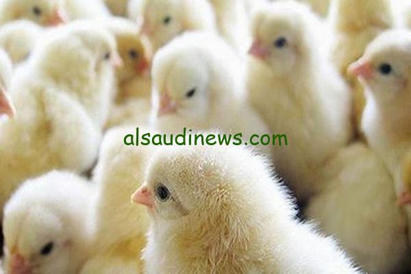 “روزي بيور بكام” سعر الكتكوت الأبيض اليوم عمر يوم الخميس 28 نوفمبر 2024 في جميع الشركات