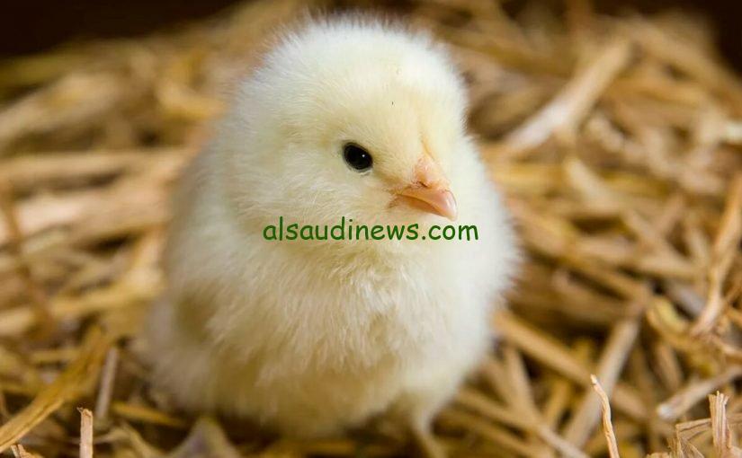 الكتكوت في العالي.. سعر الكتكوت الأبيض اليوم في بورصة الدواجن الخميس 1-11-2024
