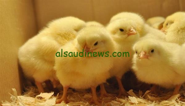 الكتكوت بكام النهارده؟ .. سعر الكتكوت الابيض اليوم في بورصة الدواجن والأسواق الجمعة 22 نوفمبر 2024