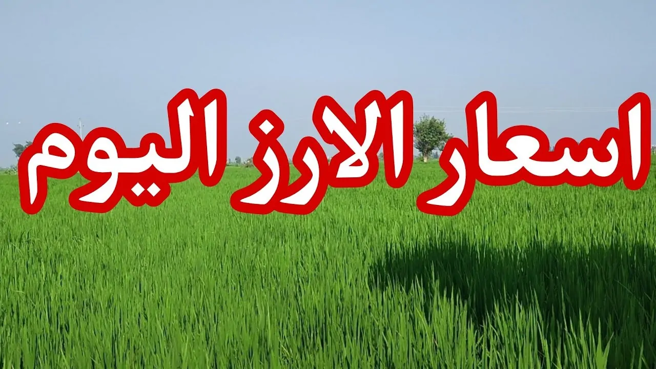 “الأردب بكــــام” سعر طن الأرز الشعير اليوم الثلاثاء 19 نوفمبر 2024 في الأسواق