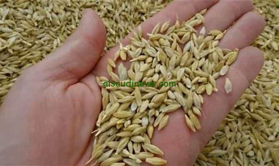 الابيض عريض ورفيع بكام ؟.. سعر طن الارز الشعير اليوم فى مصر فى جميع المحلات للتاجر والمستهلك