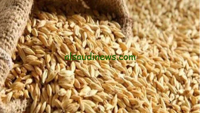 ” اشتريه قبل ما يغلي ” سعر طن الأرز الشعير اليوم الأحد 3 نوفمبر 2024 في الأسواق المصرية والسلع الغذائية الأساسية