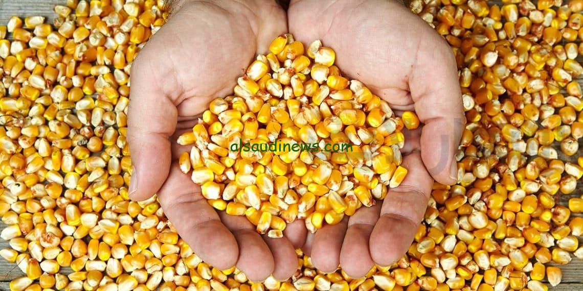 “فوائد الذرة الشامية” سعر طن الذرة الصفراء اليوم الثلاثاء 5 نوفمبر 2024 في سوق الذرة البيضاء والذرة الصفراء المصرية