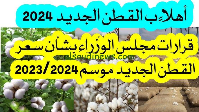 Egyptian cotton .. سعر قنطار القطن اليوم الاربعاء 20 نوفمبر 2024 في جميع محافظات مصر