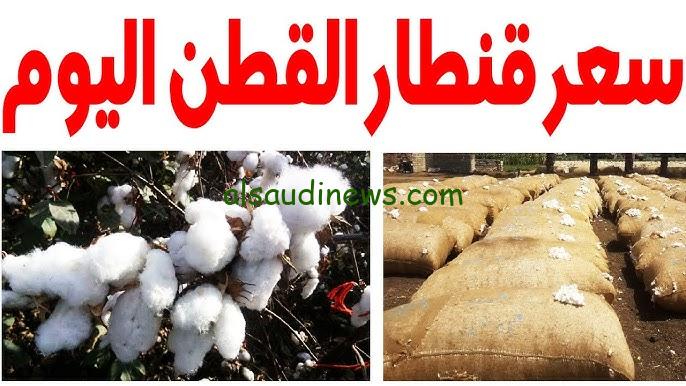 “طويل التيلة وصل كام” سعر قنطار القطن اليوم الاثنين 13 نوفمبر 2024 في الوجه القبلي والبحري