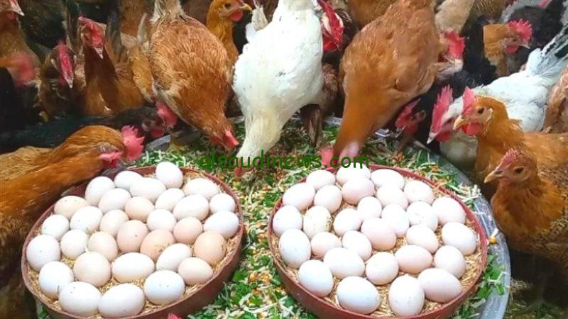“أسمع أخر التحديثات” أسعار الدواجن والبيض اليوم الخميس 26\12\2024 بكل أنواعهم في البورصة في مصر وللمستهلك