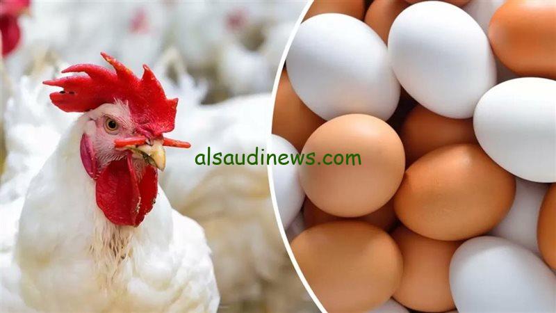 “الفراخ البيضاء بـ69 جنيهاً” أسعار الفراخ البيضاء اليوم والبيض والكتاكيت في بورصة الدواجن الخميس 5 ديسمبر 2024