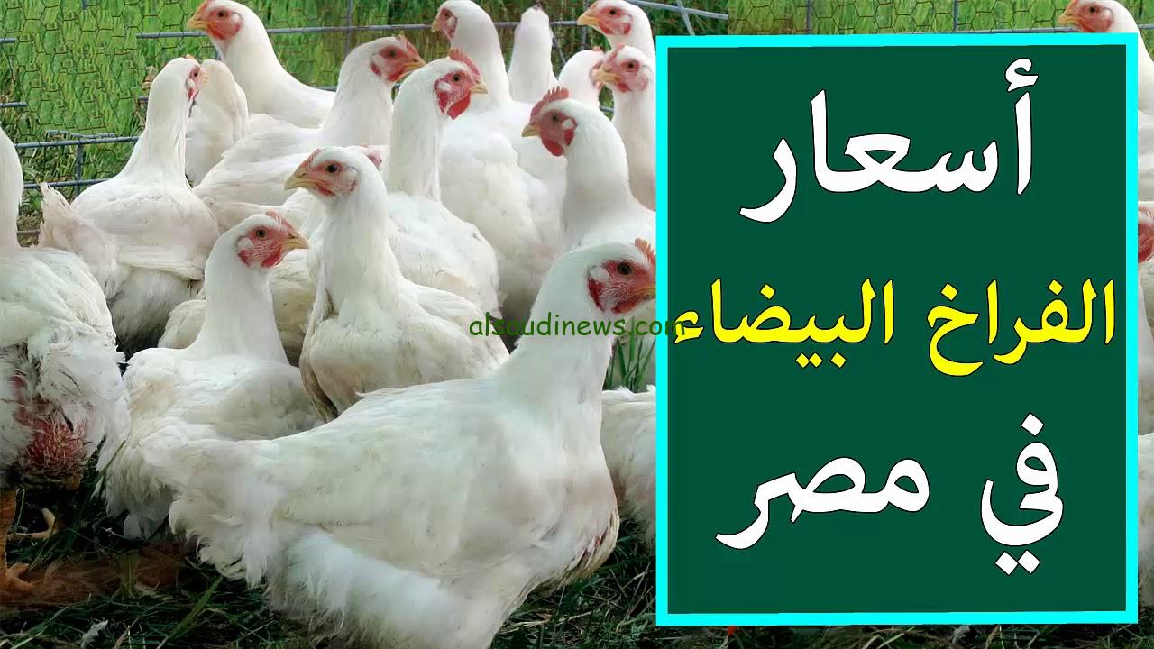“كيلو الفراخ بكام” أسعار الفراخ البيضاء اليوم السبت 28 ديسمبر 2025 في بورصة الدواجن والأسواق المحلية