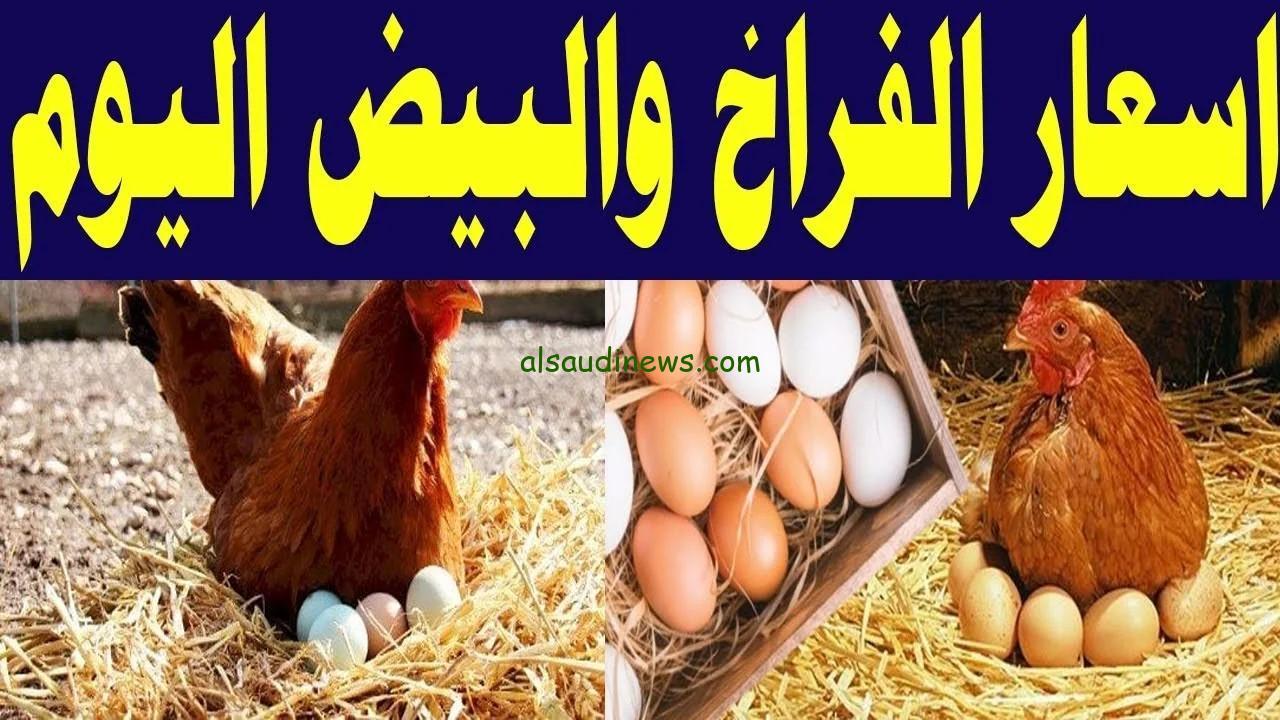 “خزنيها قبل ما تغلي” أسعار الفراخ البيضاء والبلدي اليوم الأثنين 23 ديسمبر 2024 في بورصة الدواجن المصرية