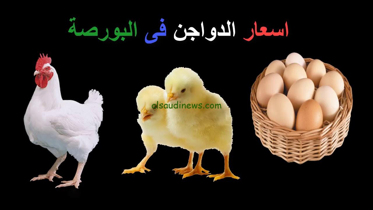 “الكيلو بكام” أسعار الفراخ البيضاء بورصة الدواجن اليوم الثلاثاء 24 ديسمبر 2024 وأسعار الكتاكيت والبط