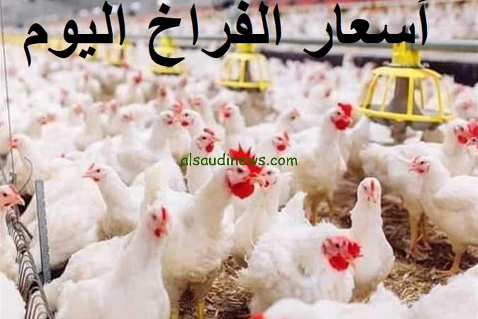 “ارتفاع كبير” اسعار بورصة الدواجن اليوم السبت 21 ديسمبر 2024 في مصر بجميع الأسواق المحلية