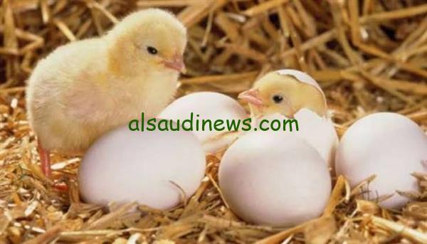 الكتكوت عمر يوم بكام؟ سعر الكتكوت الابيض اليوم في الأسواق وبورصة الدواجن