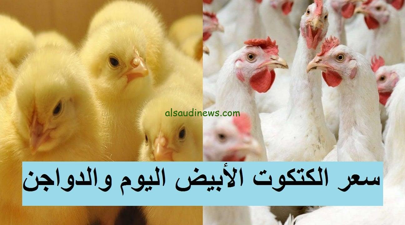 “استقرار” سعر الكتكوت الابيض اليوم في بورصة الدواجن والأسواق