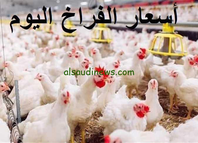بورصة الدواجن اليوم أسعار الفراخ البيضاء السبت 14 ديسمبر 2024 وسعر كرتونة البيض