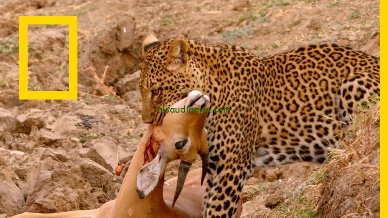 تردد قناة ناشيونال جيوغرافيك 2024 عبر القمر الصناعي نايل سات وعرب سات بجودة عالية شاهد اسرار الكون