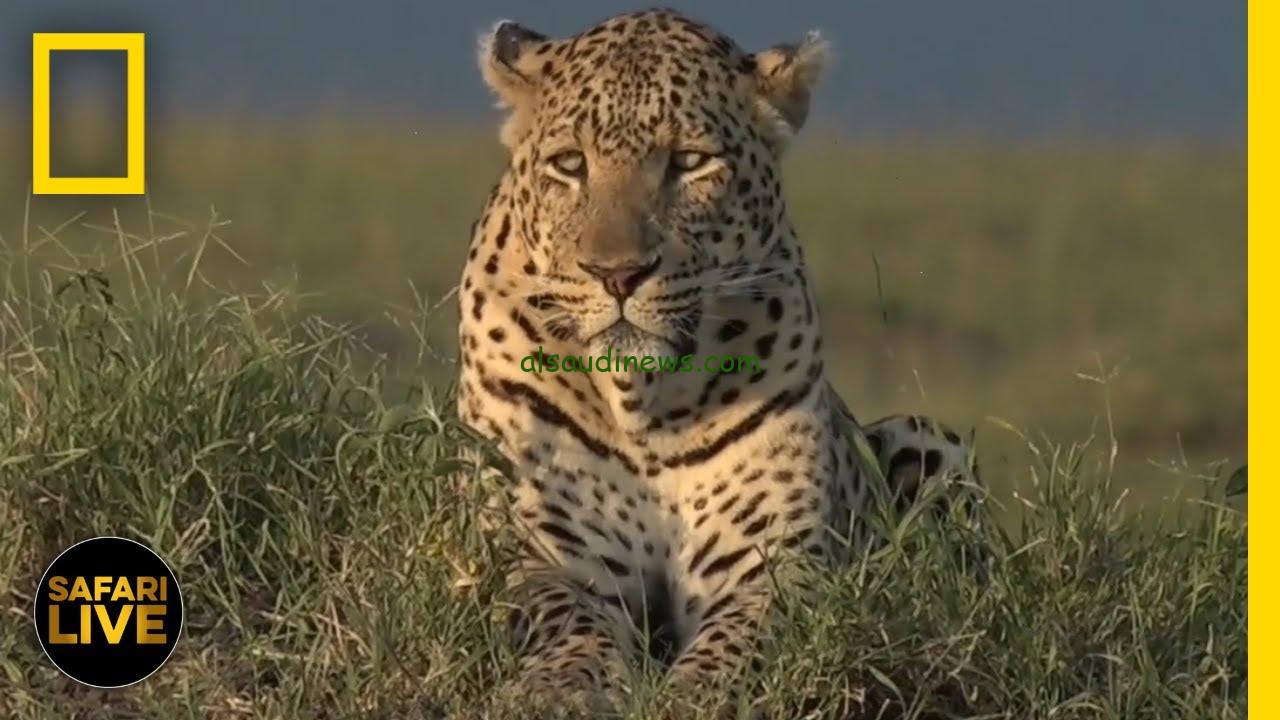 حقائق لم تكن تعرفها| تردد قناة ناشيونال جيوغرافيك 2025 national geographic بتقنية عالية الدقة