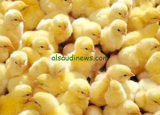 “عُمر يوم” سعر الكتكوت الأبيض اليوم الخميس 12/12/2024 حسب ما أعلنت بورصة الدواجن في مصر والشركات