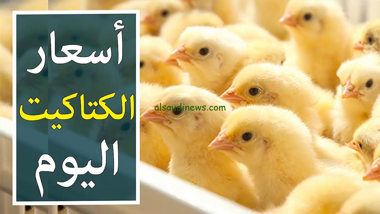 تحديث شامل.. أسعار الكتكوت الأبيض والدواجن في مصر اليوم الإثنين 9 ديسمبر 2024