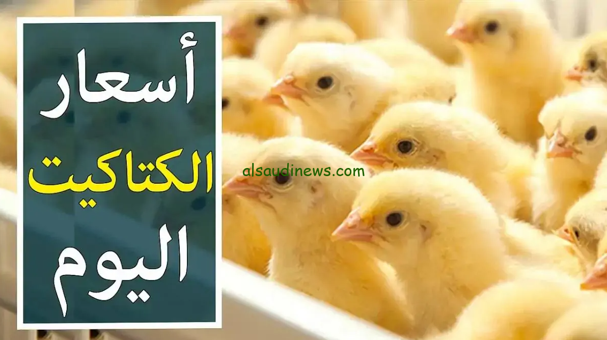 سعر الكتكوت الأبيض اليوم الاثنين 2 ديسمبر 2024 عمر يوم في بورصة الدواجن المصرية وفقا لأخر تحديثات