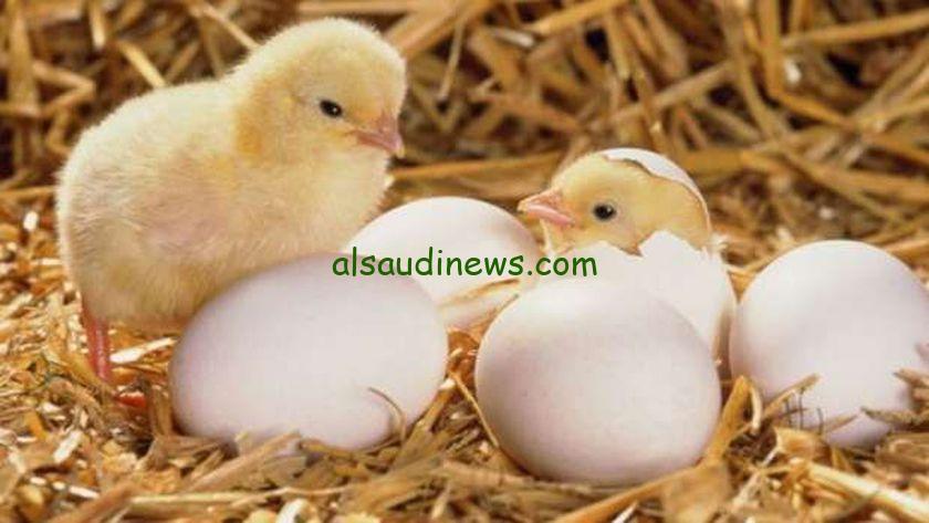 “الساسو بقا بكــام”… سعر الكتكوت الأبيض اليوم عمر يوم الثلاثاء 17 ديسمبر 2024 في بورصة الدواجن وللمستهلك