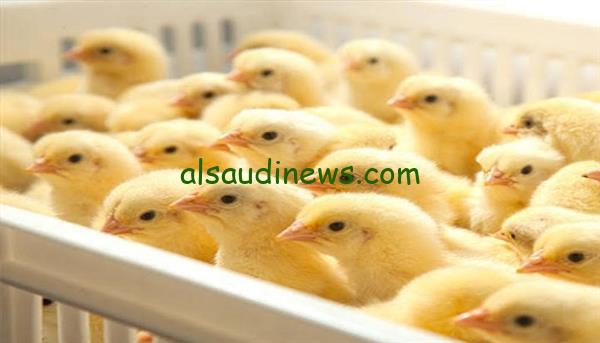 “البلدي بقا بكــــام” سعر الكتكوت الابيض اليوم الثلاثاء 3 ديسمبر 2024 في بورصة الدواجن والأسواق المصرية