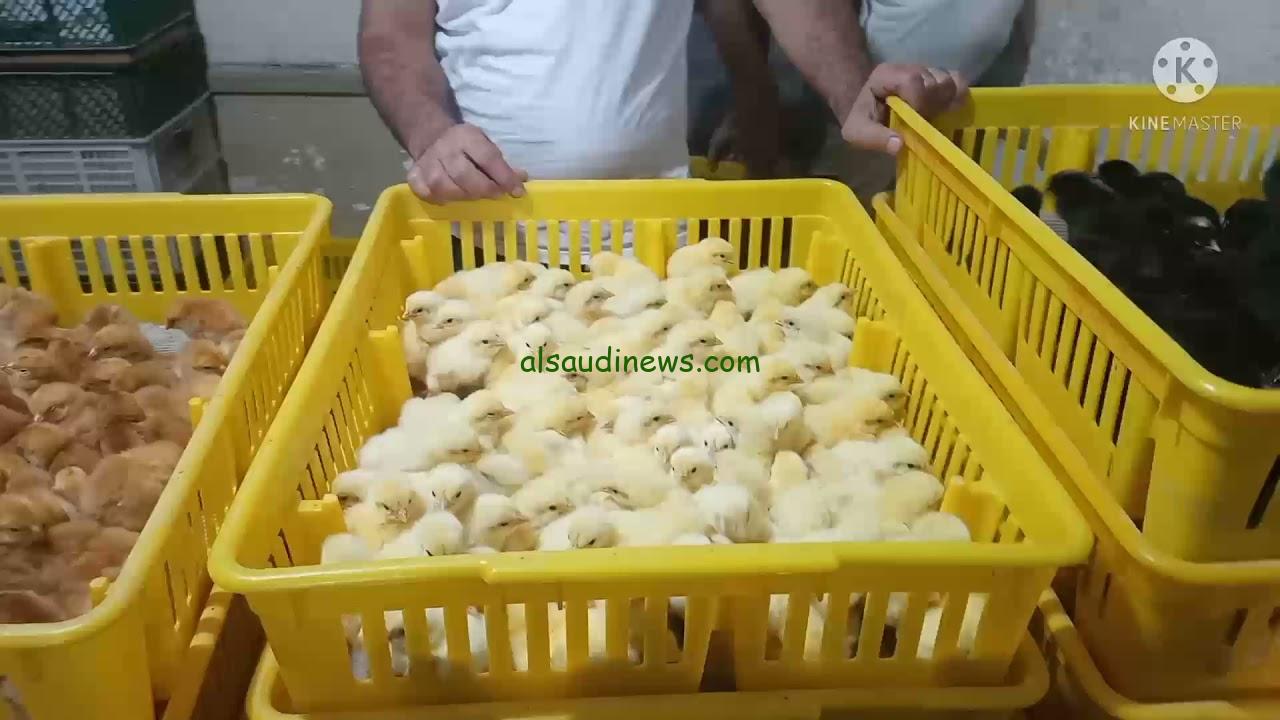 “الساسو بـ 18 جنيه” سعر الكتكوت اليوم الثلاثاء 10 ديسمبر 2024 وأسعار البط