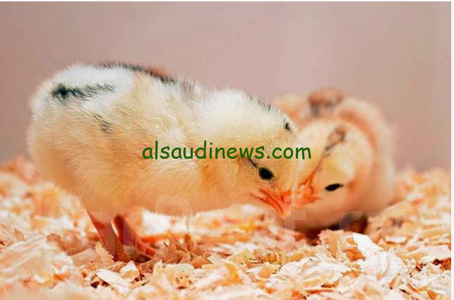 “ساسو بيور بكام” سعر الكتكوت اليوم الأربعاء 4 ديسمبر 2024 والدواجن للتجار والمستهلك