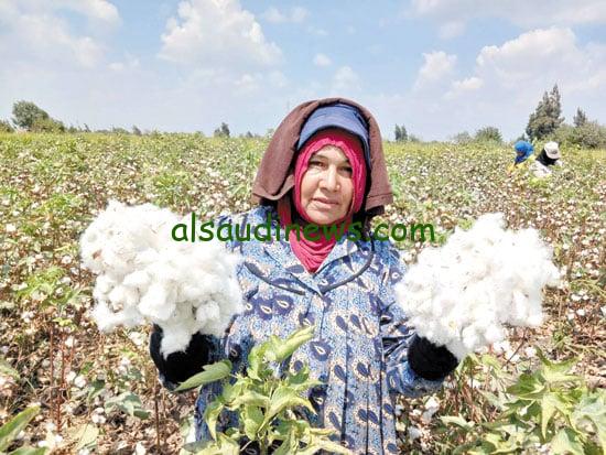“دهب الفلاح الأبيض” سعر قنطار القطن اليوم الإثنين 16 ديسمبر 2024 بجميع المحافظات المصرية