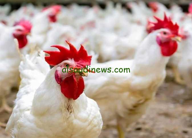 بورصة الدواجن .. اسعار الفراخ البيضاء والبلدى اليوم الاثنين 13 يناير 2025 فى جميع الاسواق والمزارع